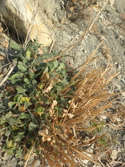 Matthiola odoratissima