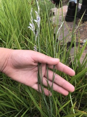 Gladiolus permeabilis