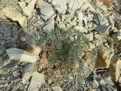 Seseli ponticum