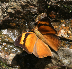 Doleschallia bisaltide pratipa