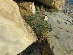 Seseli ponticum