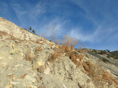 Seseli ponticum