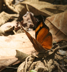 Doleschallia bisaltide pratipa