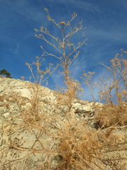 Seseli ponticum