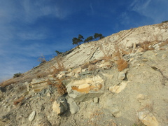 Seseli ponticum