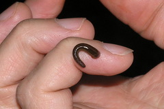 Haemadipsa interrupta