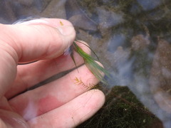 Najas guadalupensis