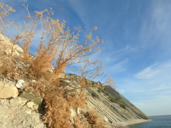 Seseli ponticum