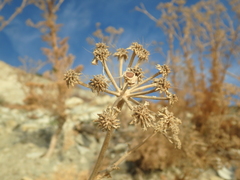 Seseli ponticum