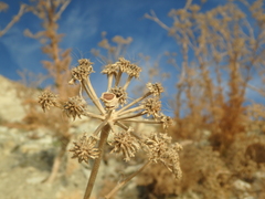 Seseli ponticum