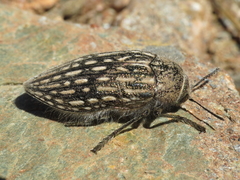 Julodis onopordi sommeri