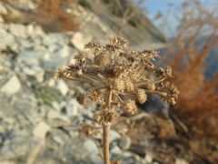 Seseli ponticum