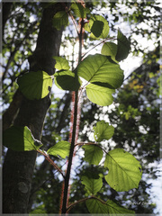 Rubus wallichianus