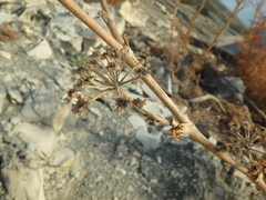Seseli ponticum
