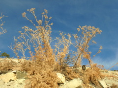 Seseli ponticum