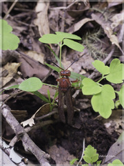 Polistes tenebricosus