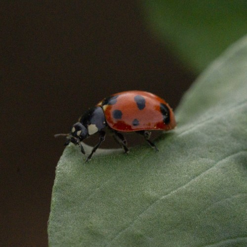 Trivial Lady Beetle