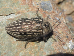 Julodis onopordi sommeri