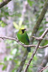 Blue-Winged Leafbird photo 2