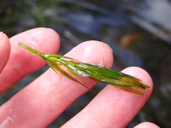 Najas guadalupensis