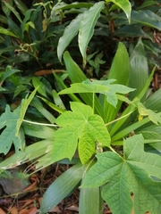 Cnidoscolus aconitifolius