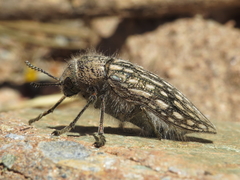 Julodis onopordi sommeri