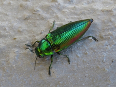 Eurythyrea micans