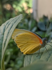 Mylothris agathina agathina