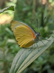 Mylothris agathina agathina