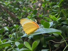 Mylothris agathina agathina