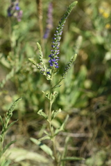 Veronica steppacea