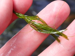 Najas guadalupensis