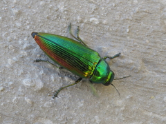 Eurythyrea micans