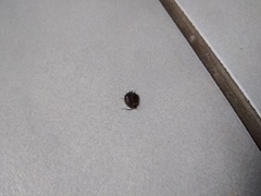 Phereoeca uterella
