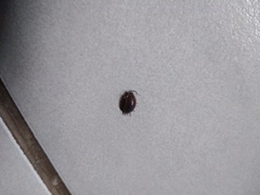 Phereoeca uterella