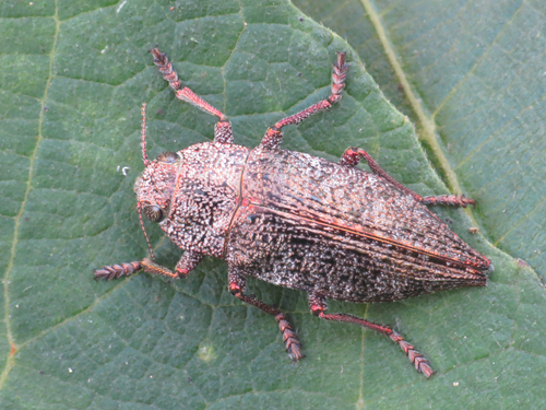 Dicerca aenea