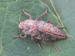 Dicerca aenea