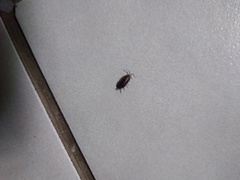 Phereoeca uterella