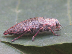 Dicerca aenea