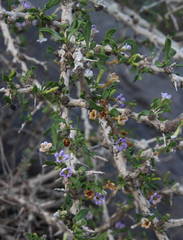 Lycium schweinfurthii