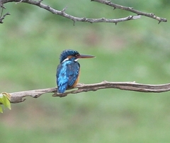 Alcedo atthis taprobana