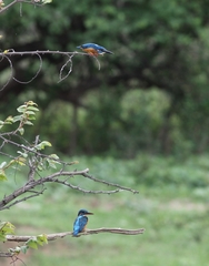 Alcedo atthis taprobana