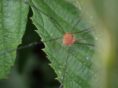 Leiobunum politum