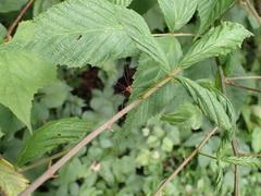 Leiobunum politum