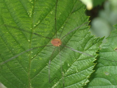 Leiobunum politum