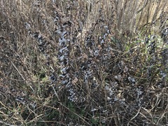 Artemisia vulgaris vulgaris