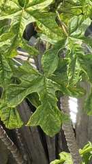 Vasconcellea pubescens