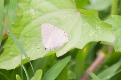 Strephonota tephraeus