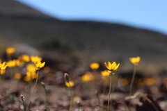 Ornithogalum rupestre