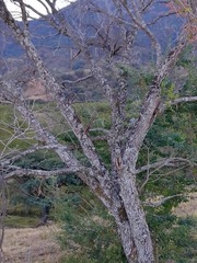 Trichocentrum brachyphyllum